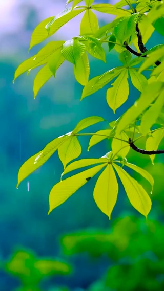 静心治愈的雨