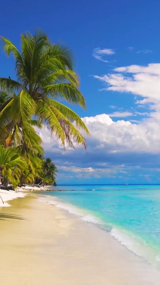 4K蓝天椰树大海