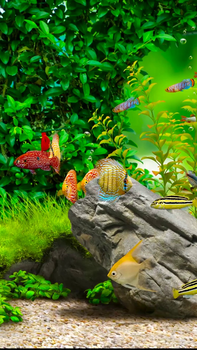 心形护眼绿叶水族馆