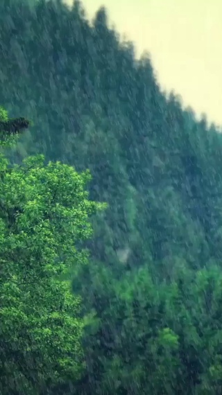 雨中森林