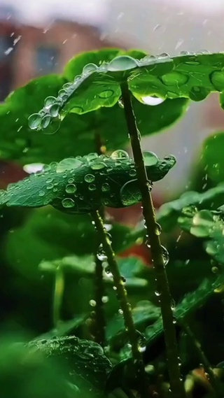 荷叶雨滴