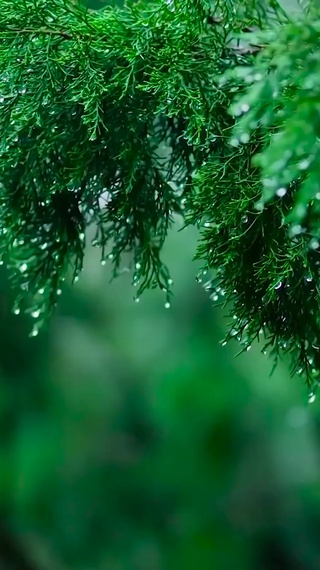 护眼治愈雨景 