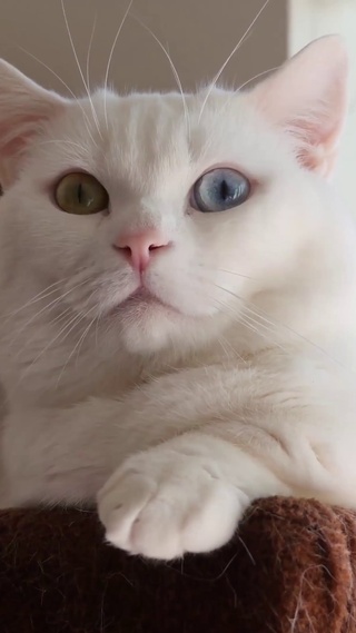 异色瞳小白猫