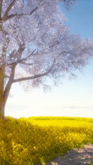 黄昏湖畔樱花