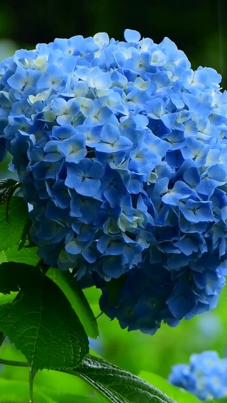 雨壁纸 雨手机壁纸 雨手机动态壁纸 元气壁纸