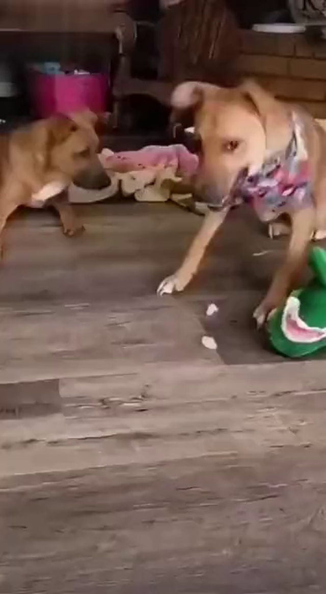 蹦迪狗微信状态视频