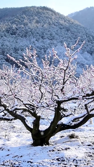 冬雪