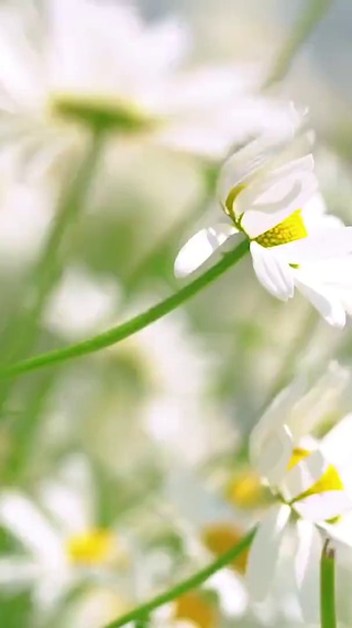 清新小花