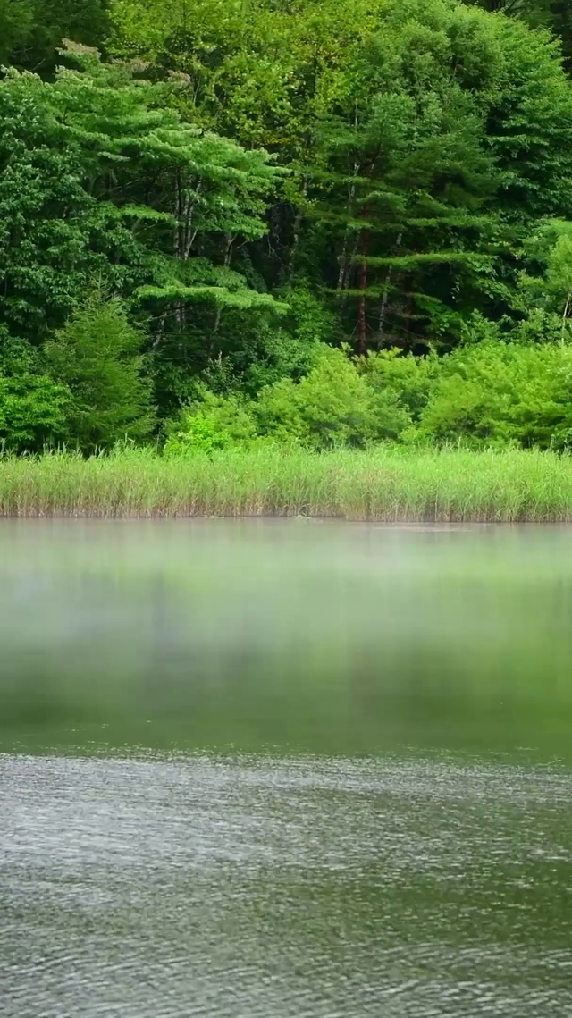 4k朝霧中牧湖