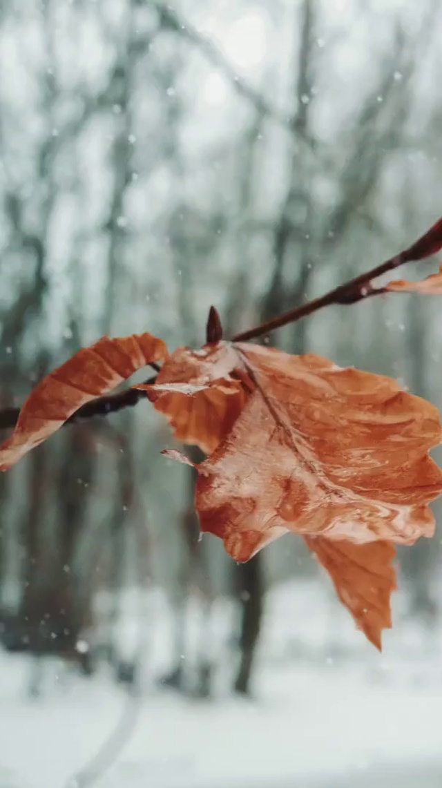 Snowy Leaf 4k