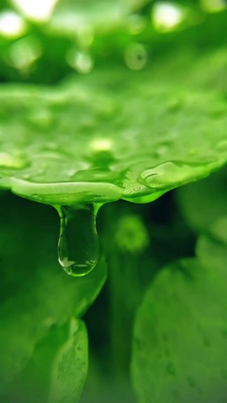 雨滴下风景壁纸