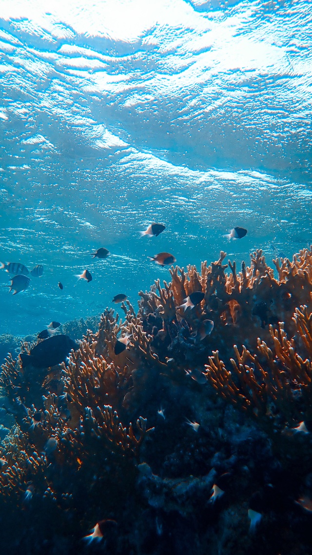 海洋,海底世界,魚微信個人主頁背景圖片