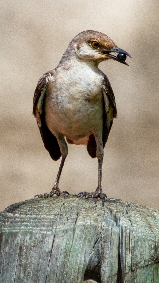 野生動物,鳥