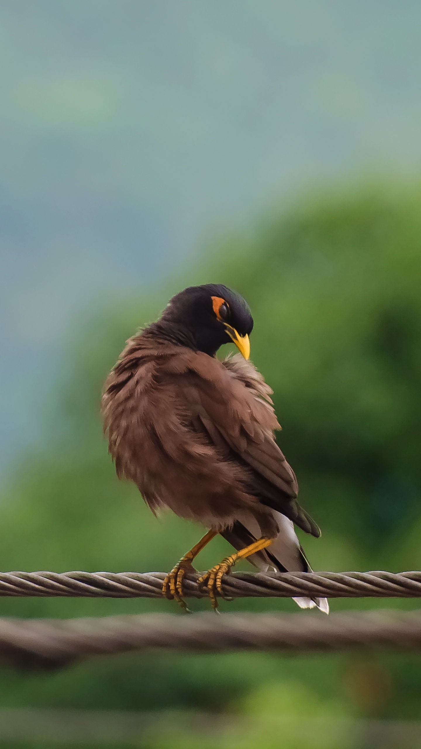 野生動物,鳥