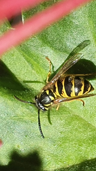 野生动物,蜜蜂