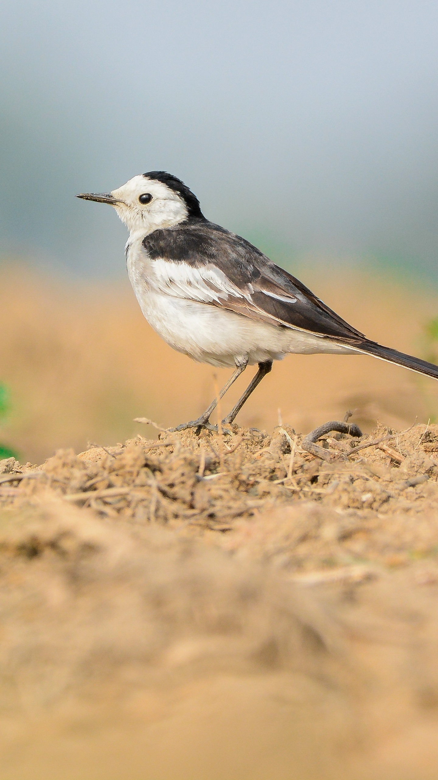 野生動物,鳥