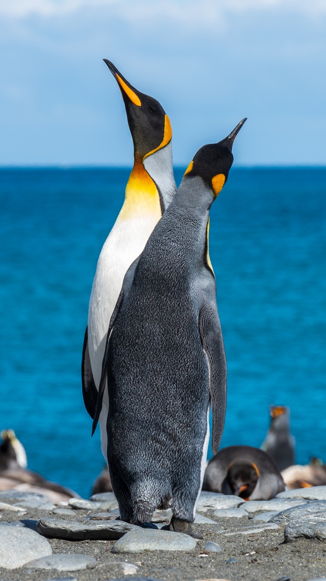 野生動物,鳥,企鵝