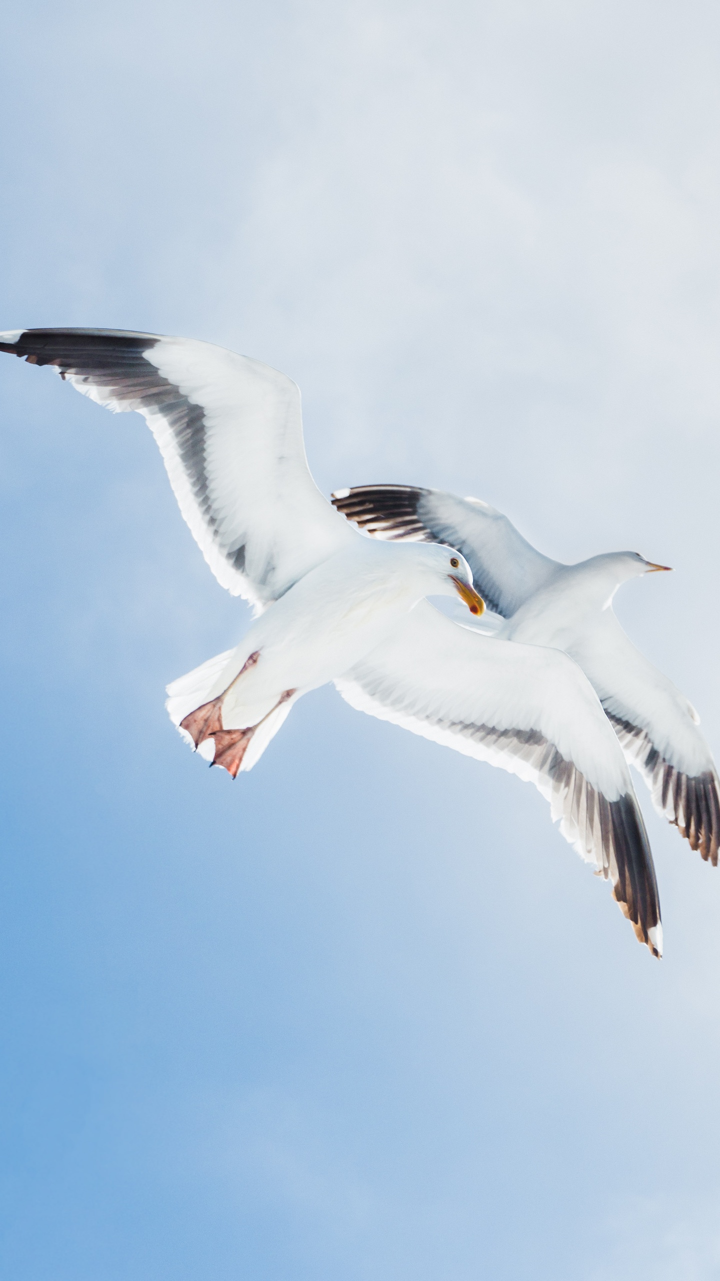 野生動物,鳥,海鳥