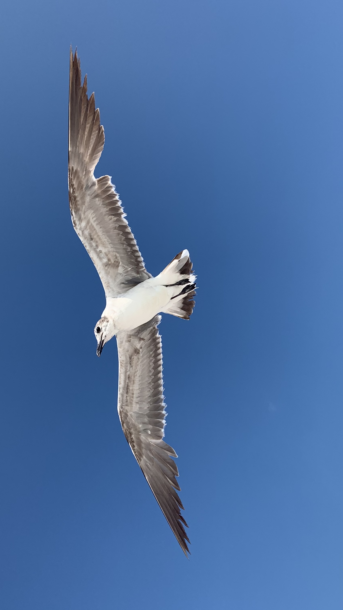 野生動物,鳥,海鳥