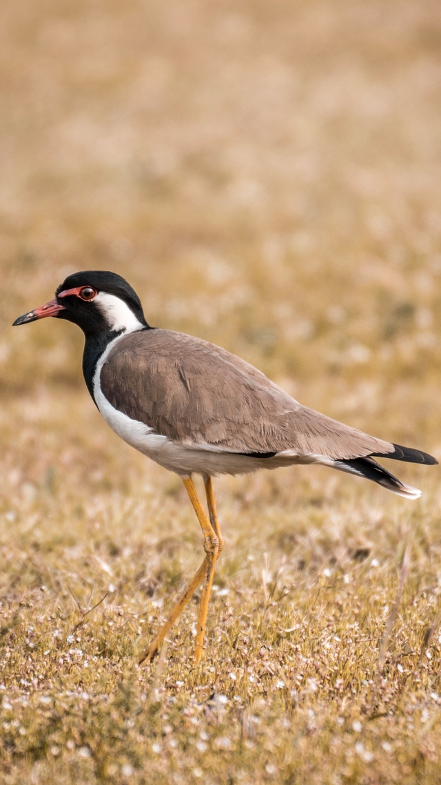 野生動物,鳥