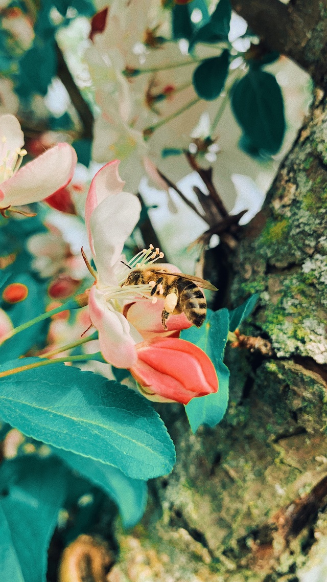 野生动物,蜜蜂