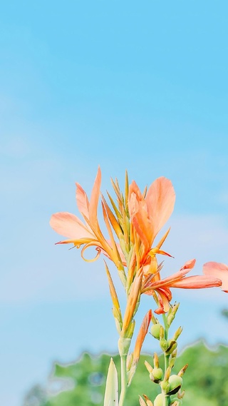 花草树木,简约淡雅手机壁纸