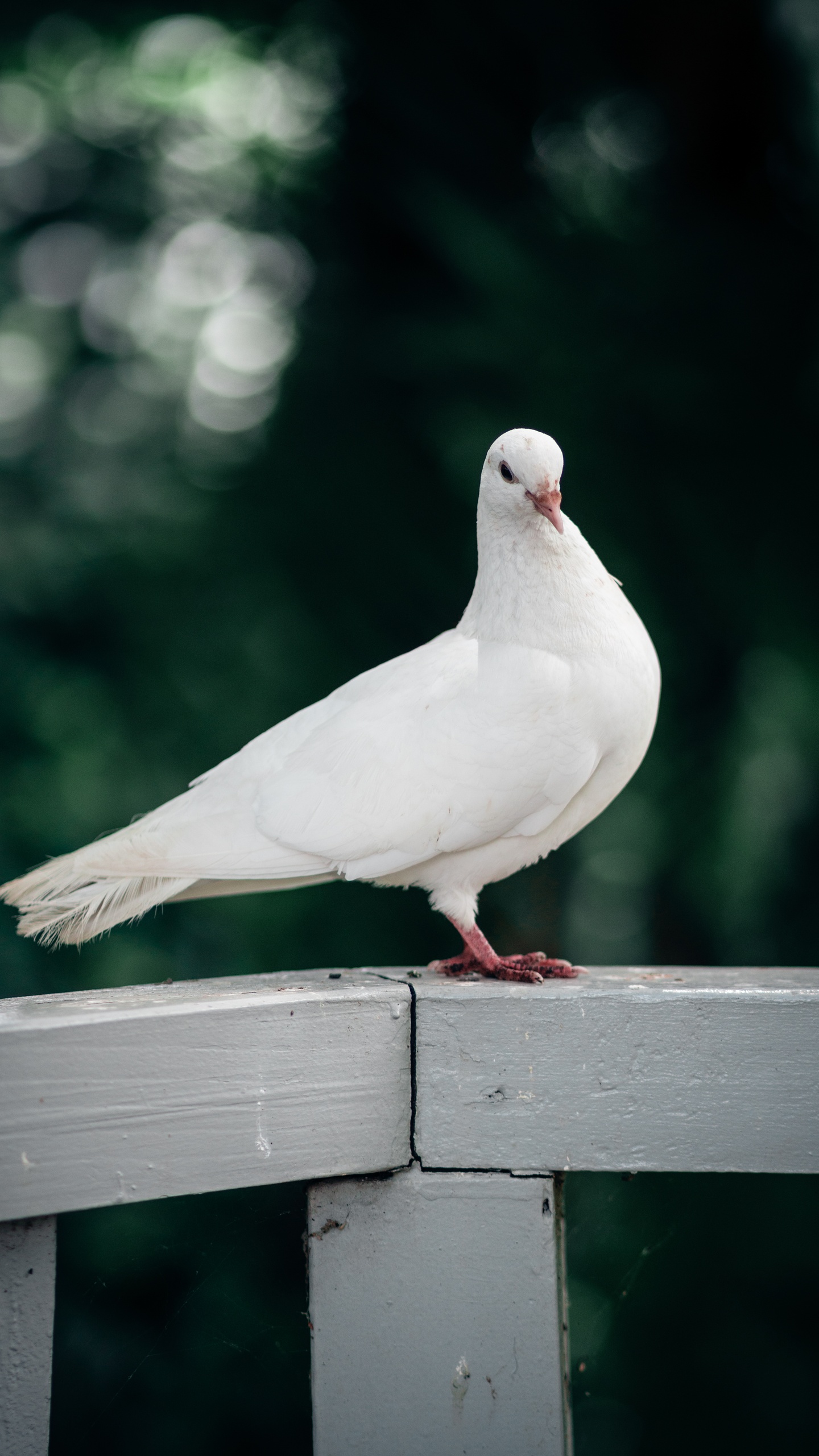 野生動物,鳥,白鴿