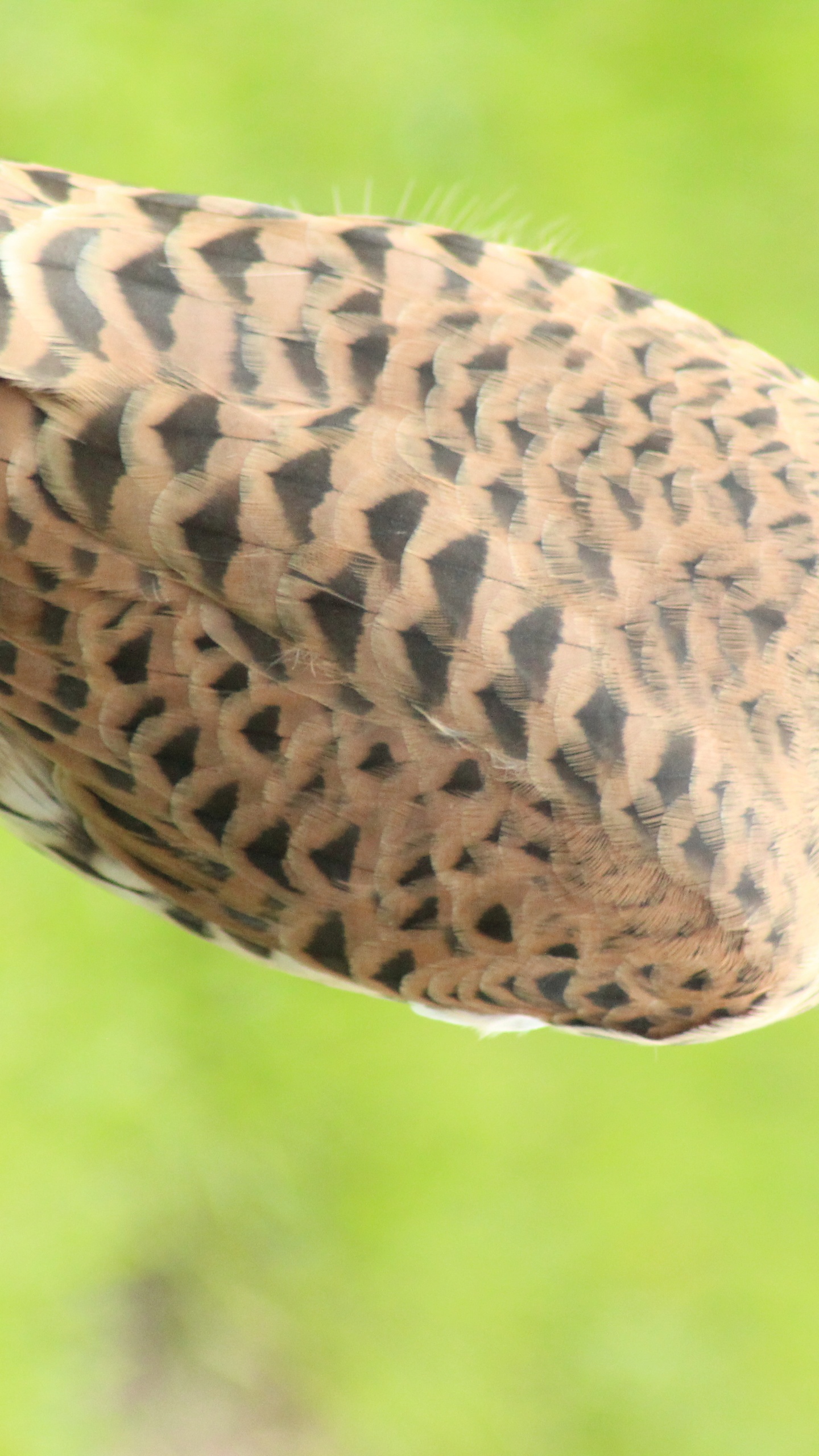 野生動物,鳥,鷹