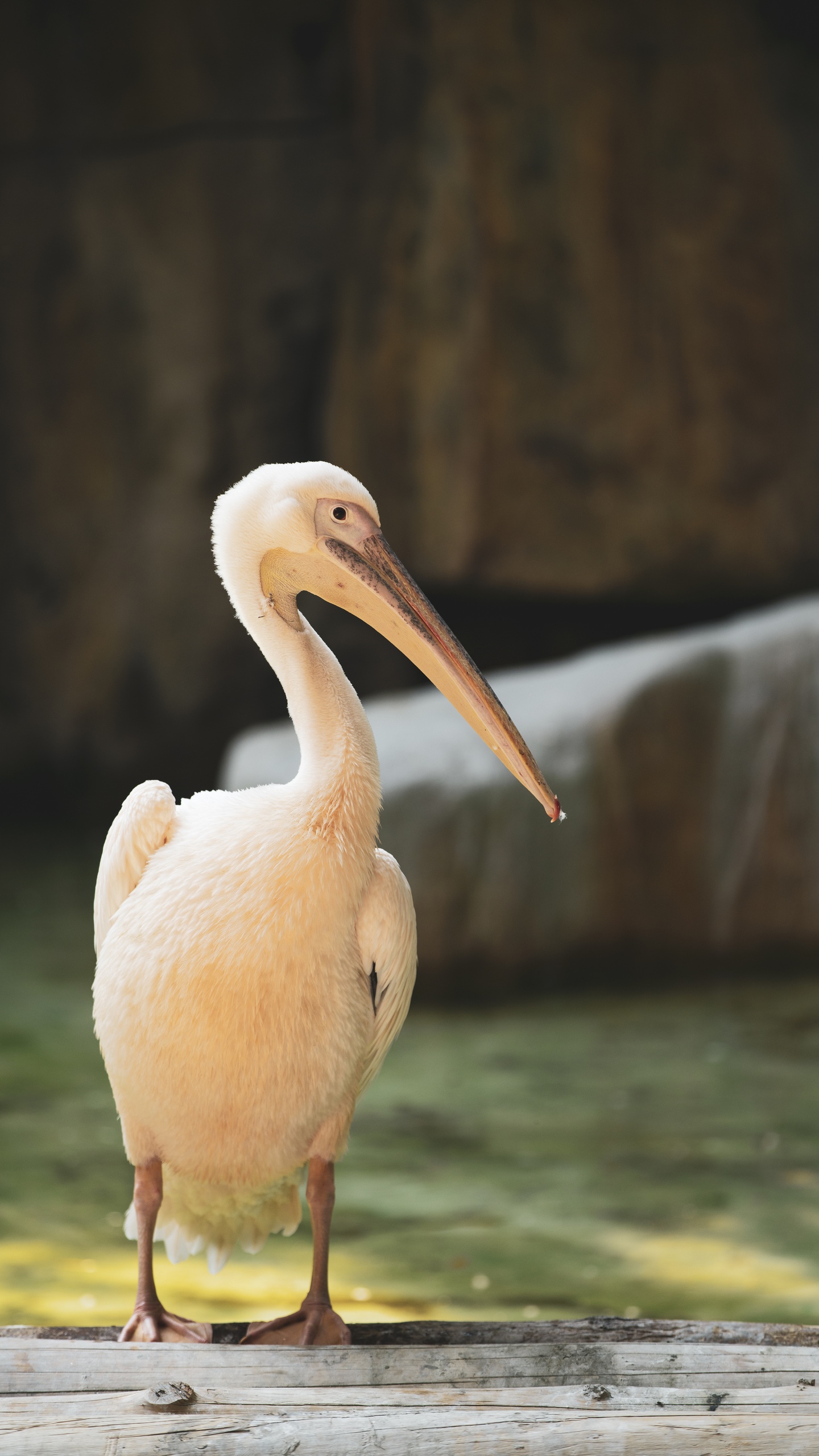 野生動物,鳥,水鳥