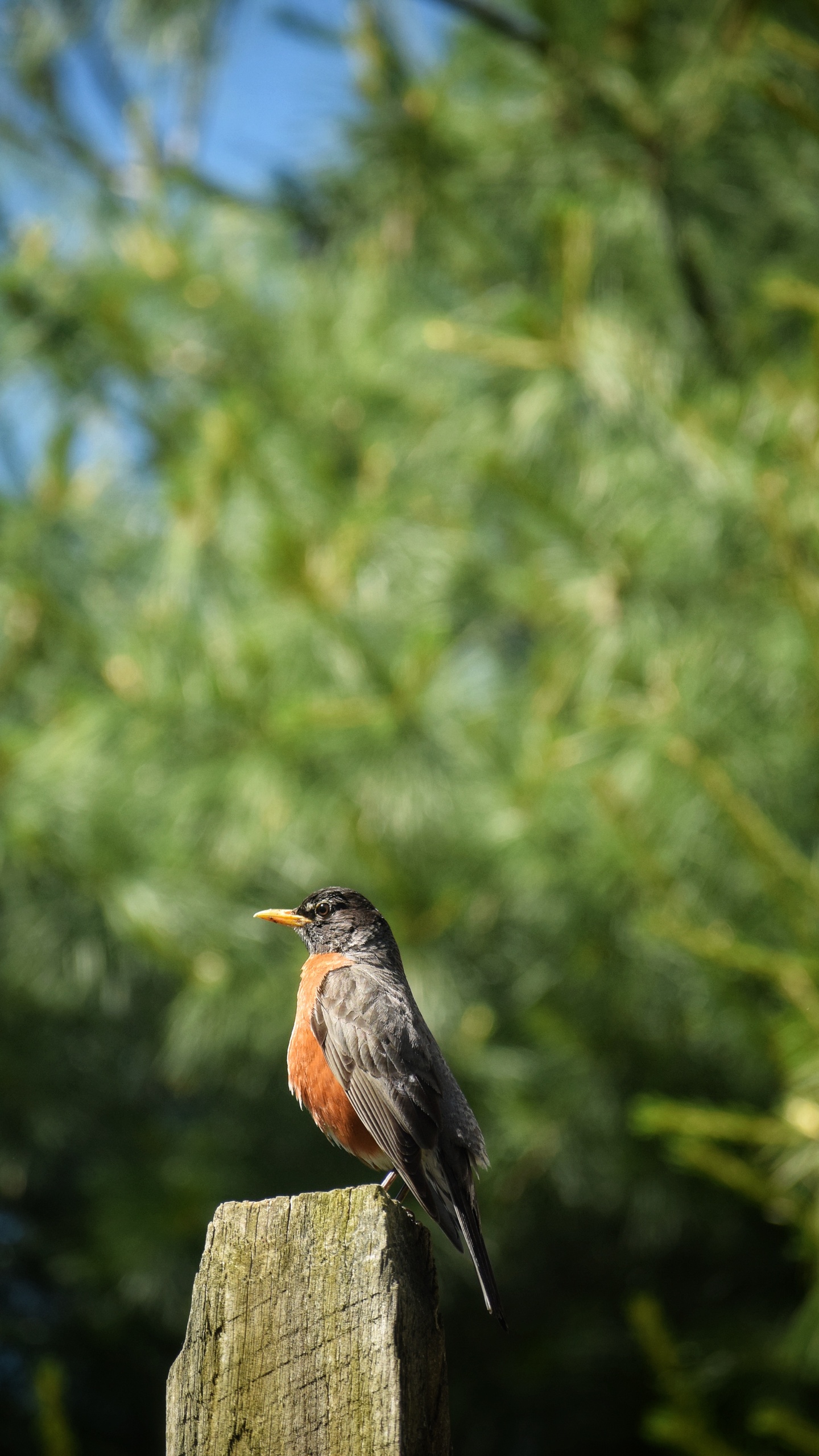 野生動物,鳥