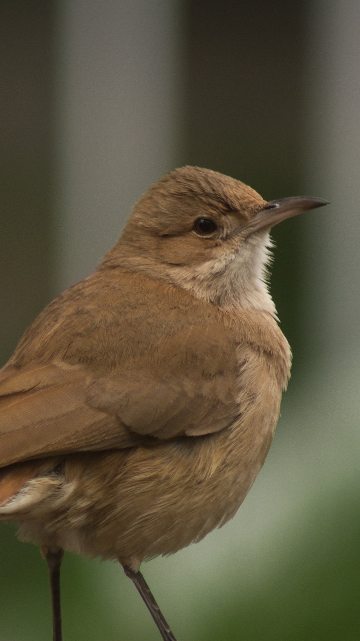 野生動物,鳥