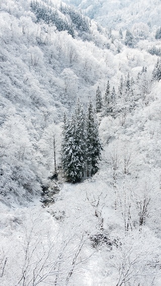 森林,雨雪气候