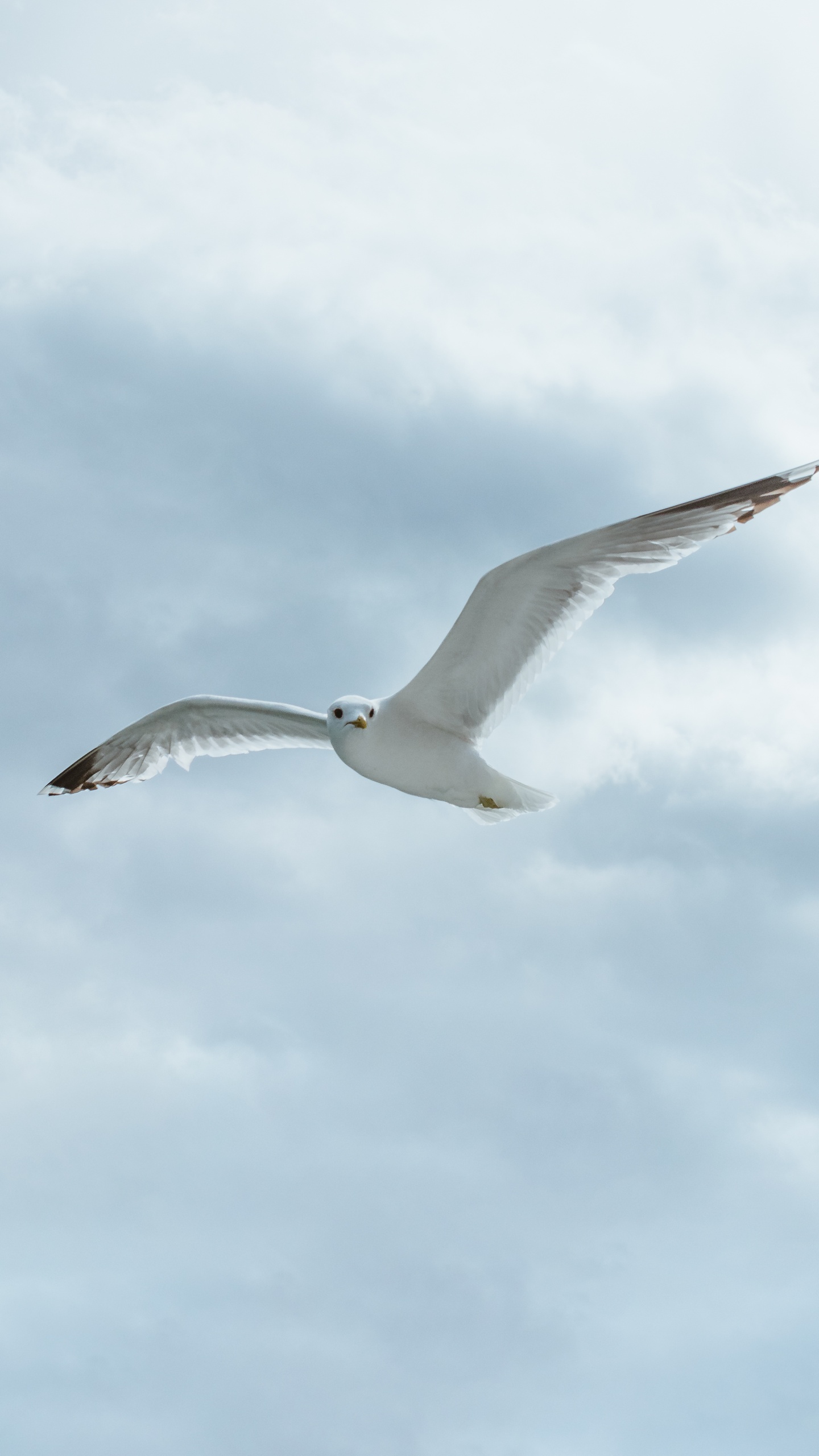 野生動物,鳥,海鳥