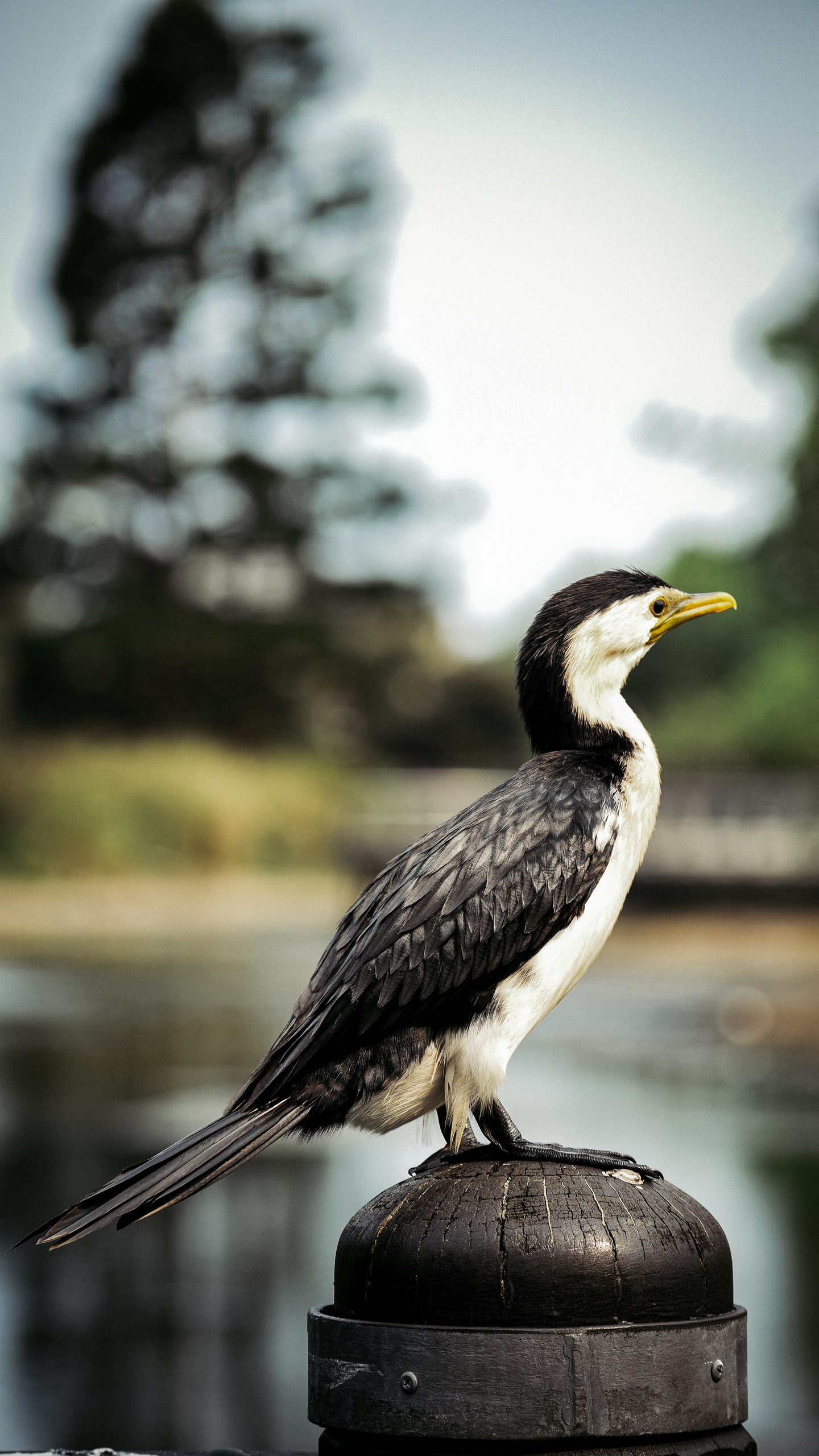 野生動物,鳥,水鳥