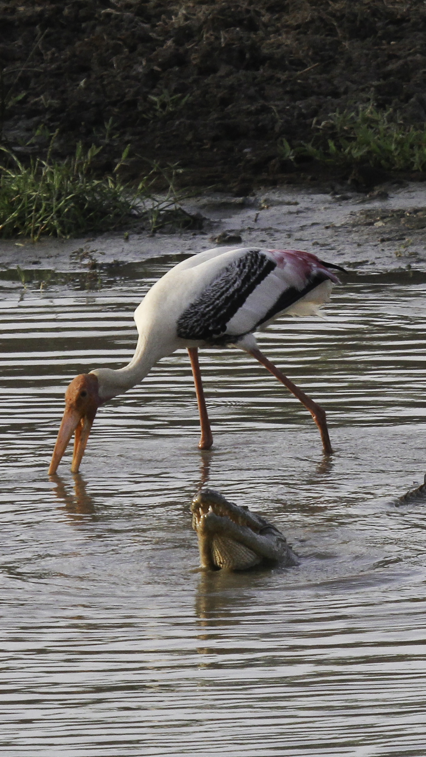 野生動物,鳥