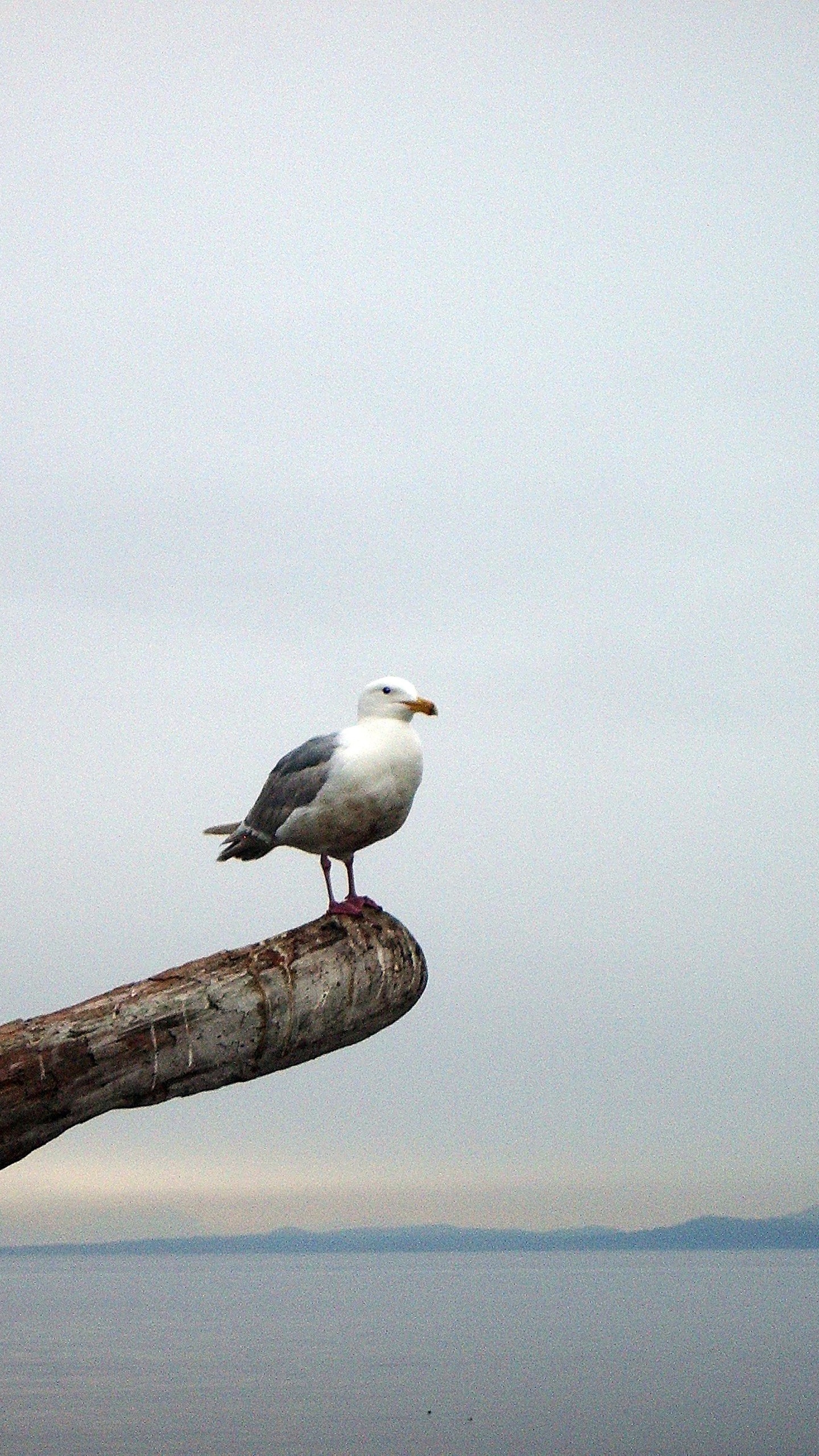 野生動物,鳥,海鳥