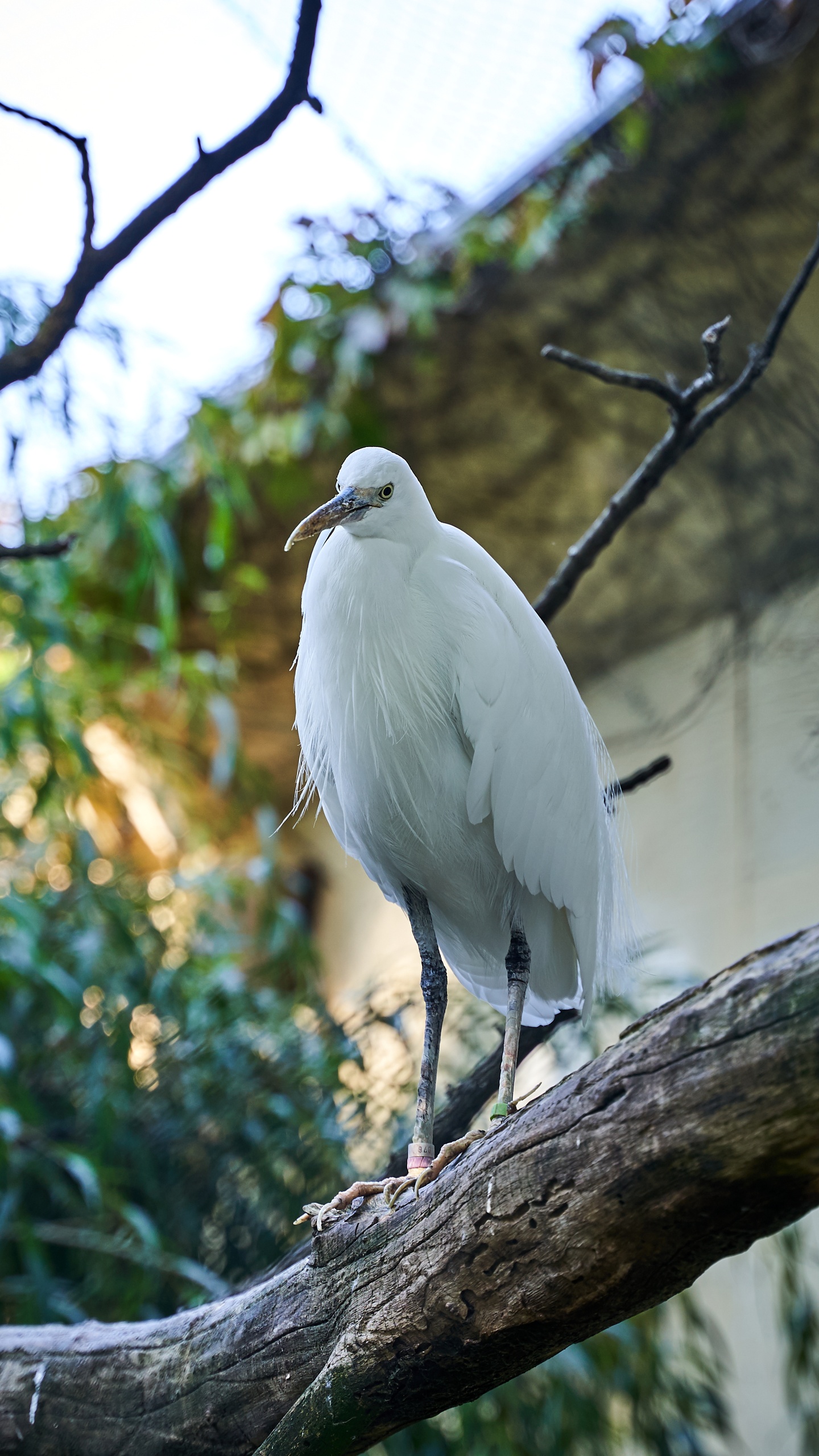 野生動物,鳥,水鳥