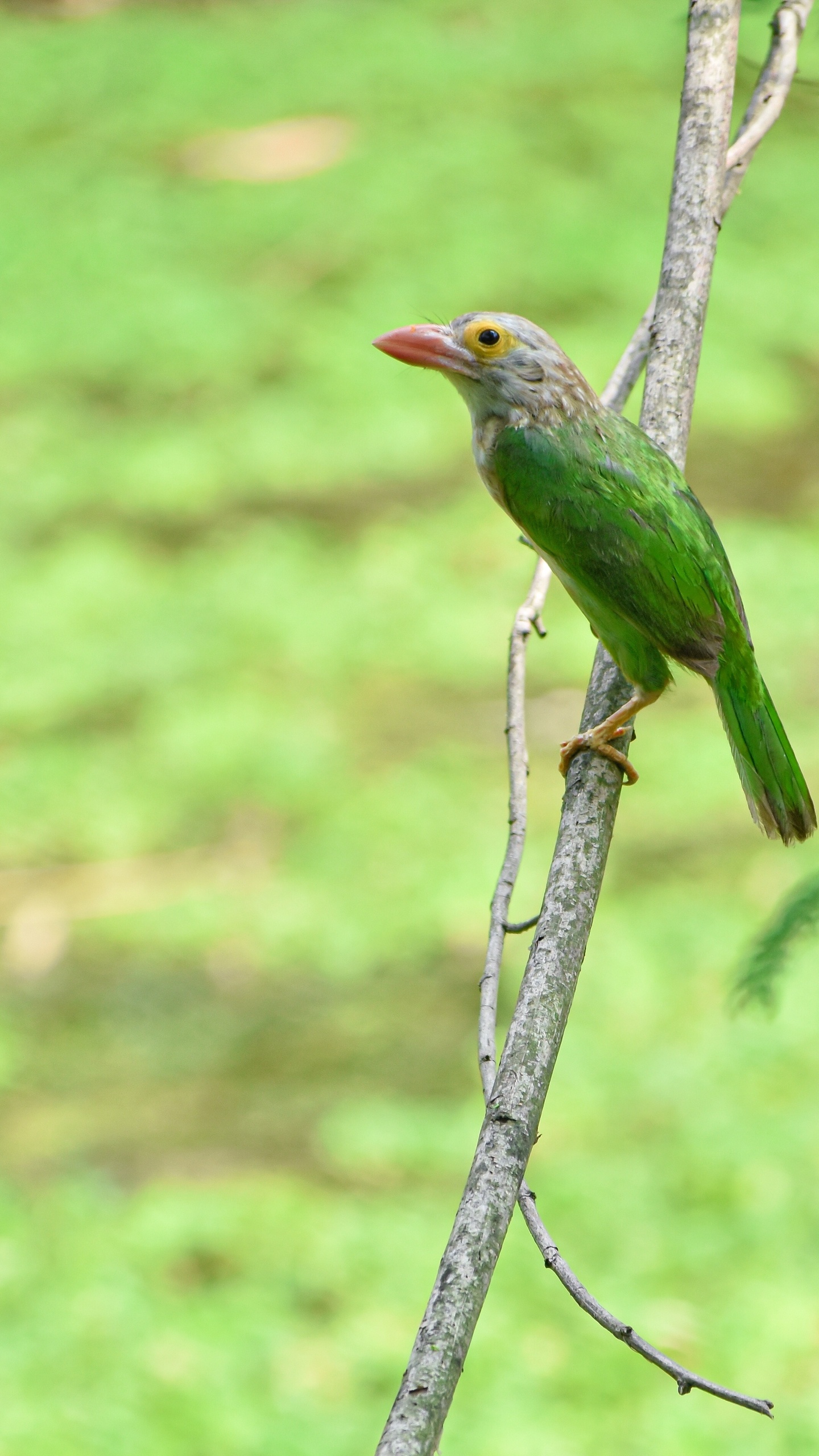 野生動物,鳥