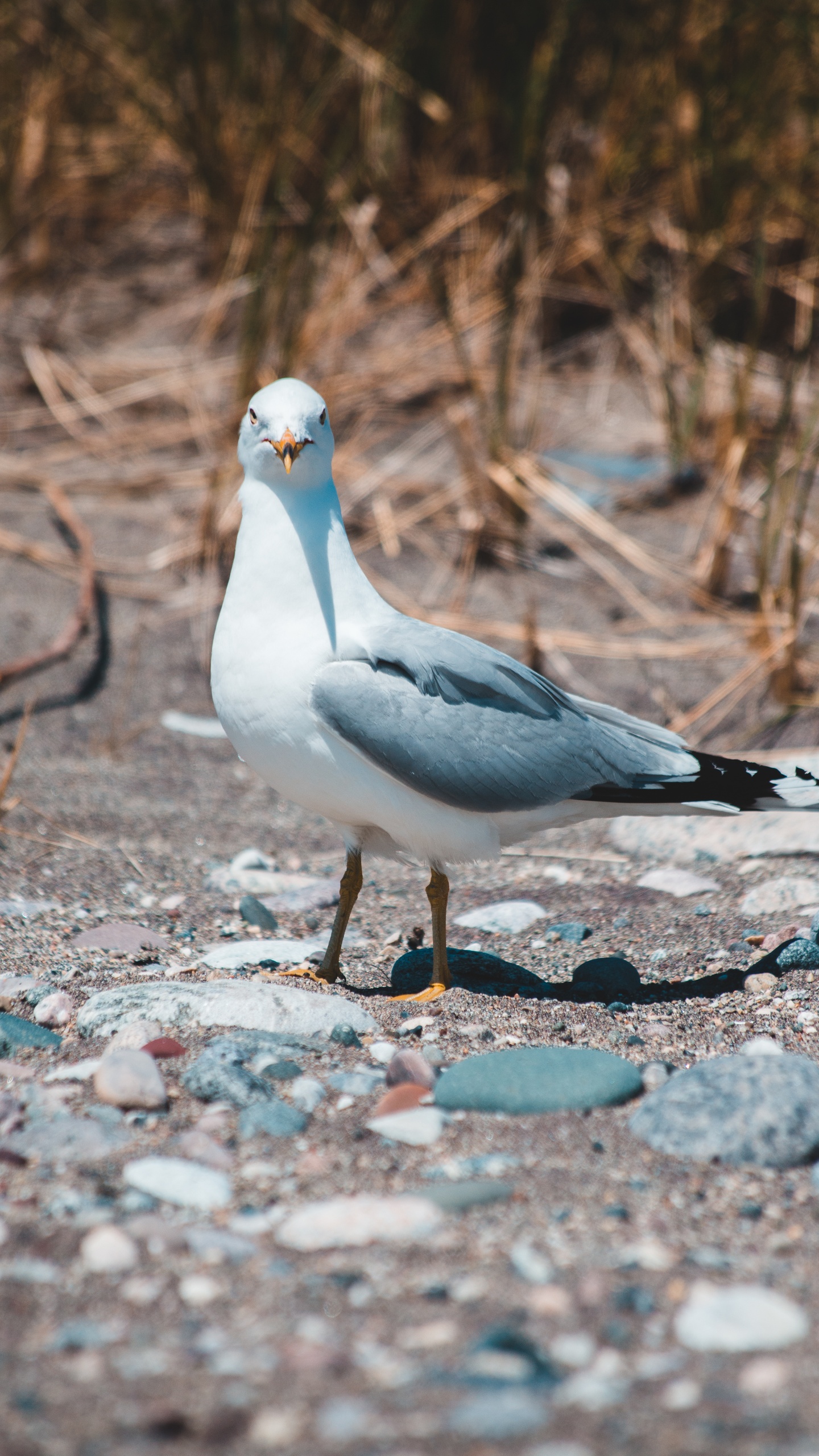 野生動物,鳥,海鳥