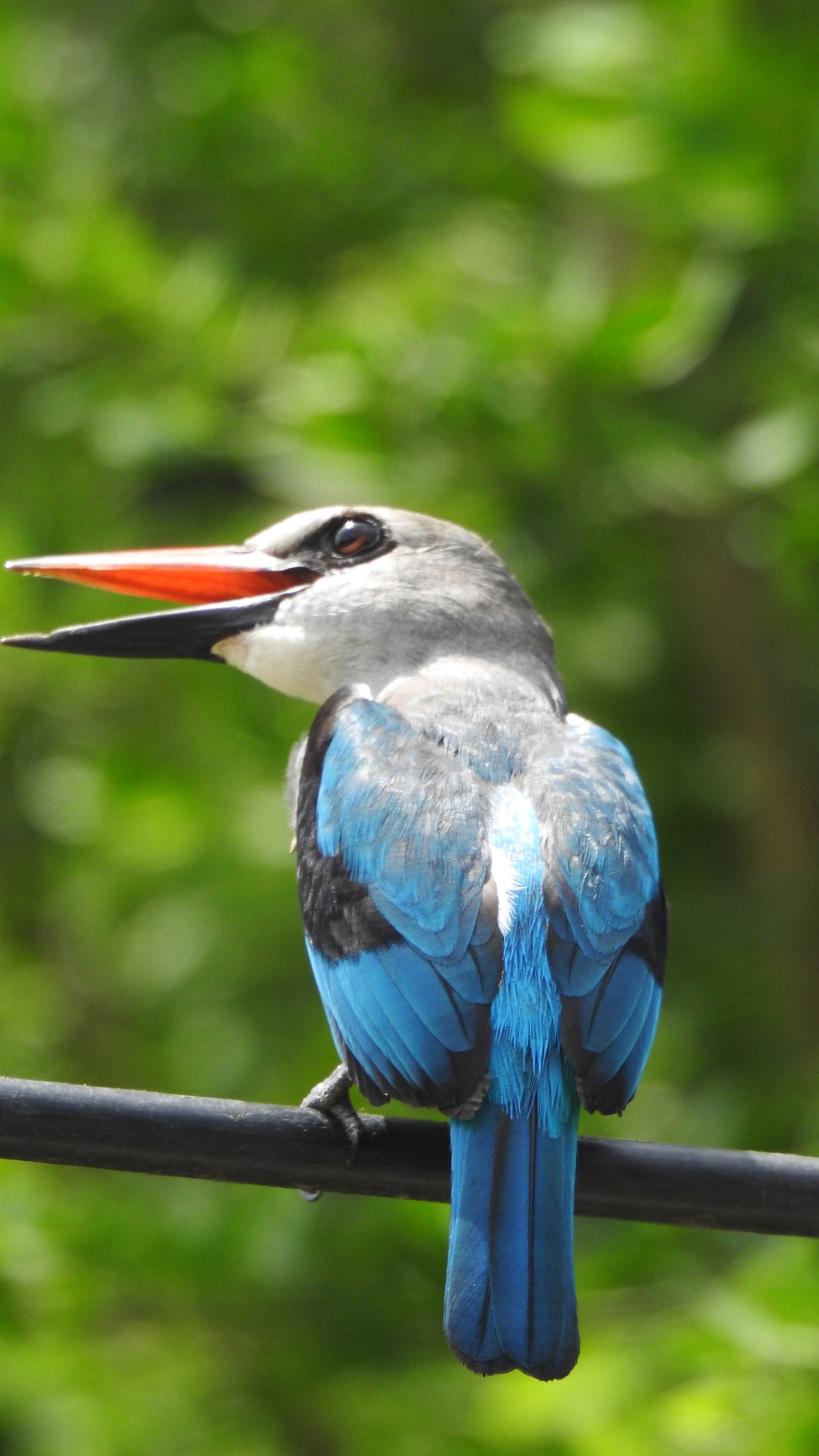 野生動物,鳥