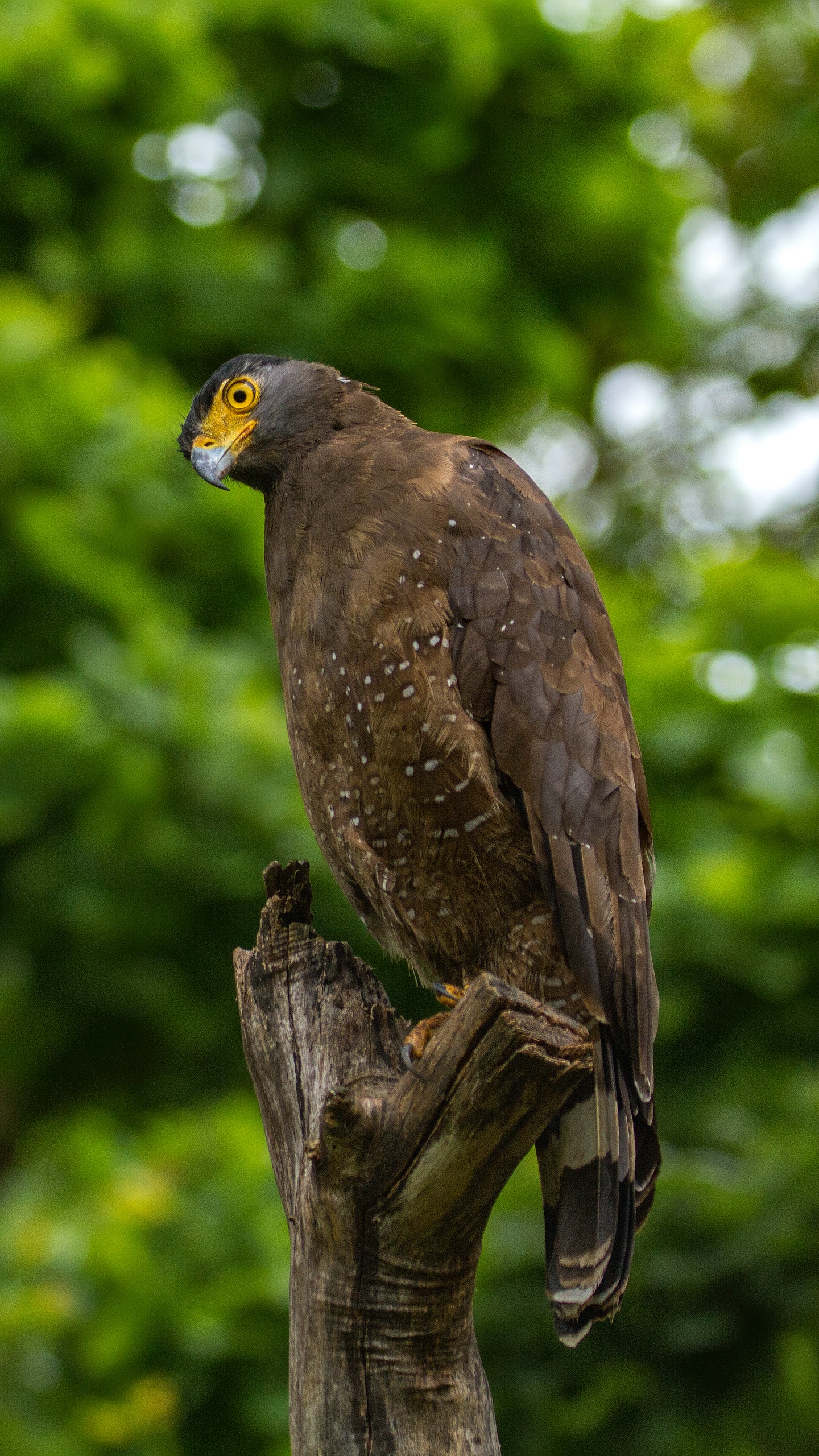 野生動物,鳥,鷹