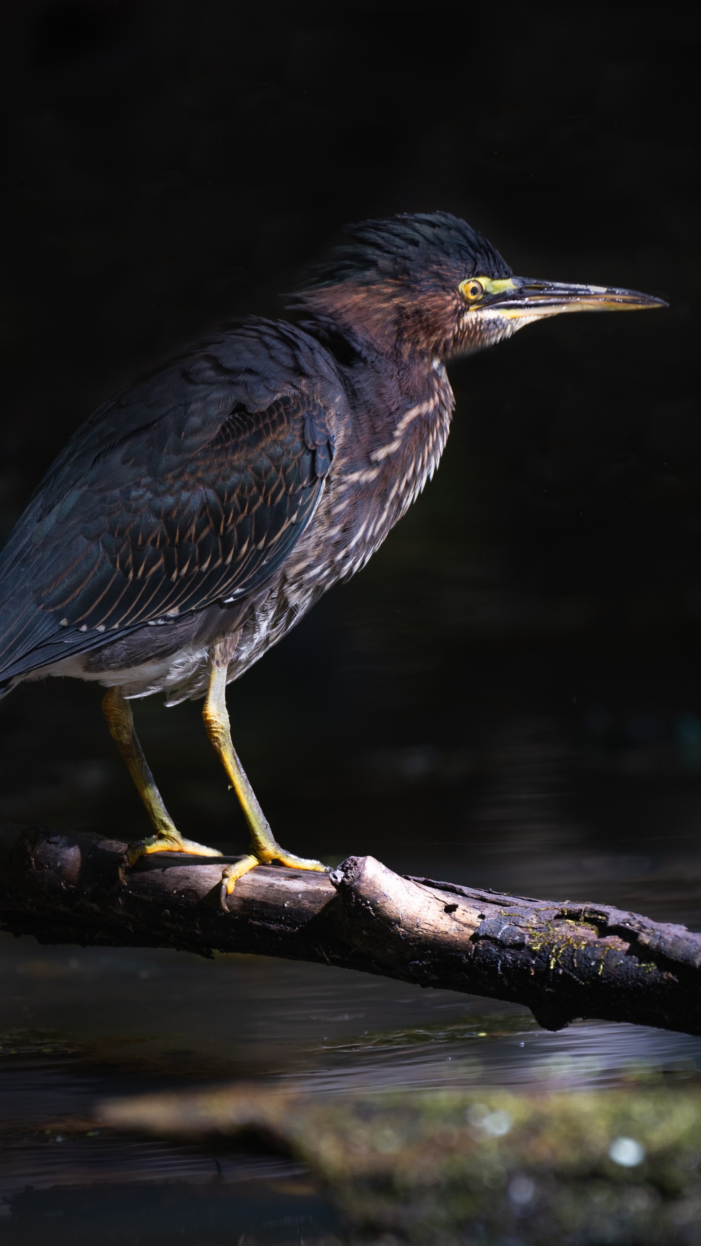 野生動物,鳥,水鳥