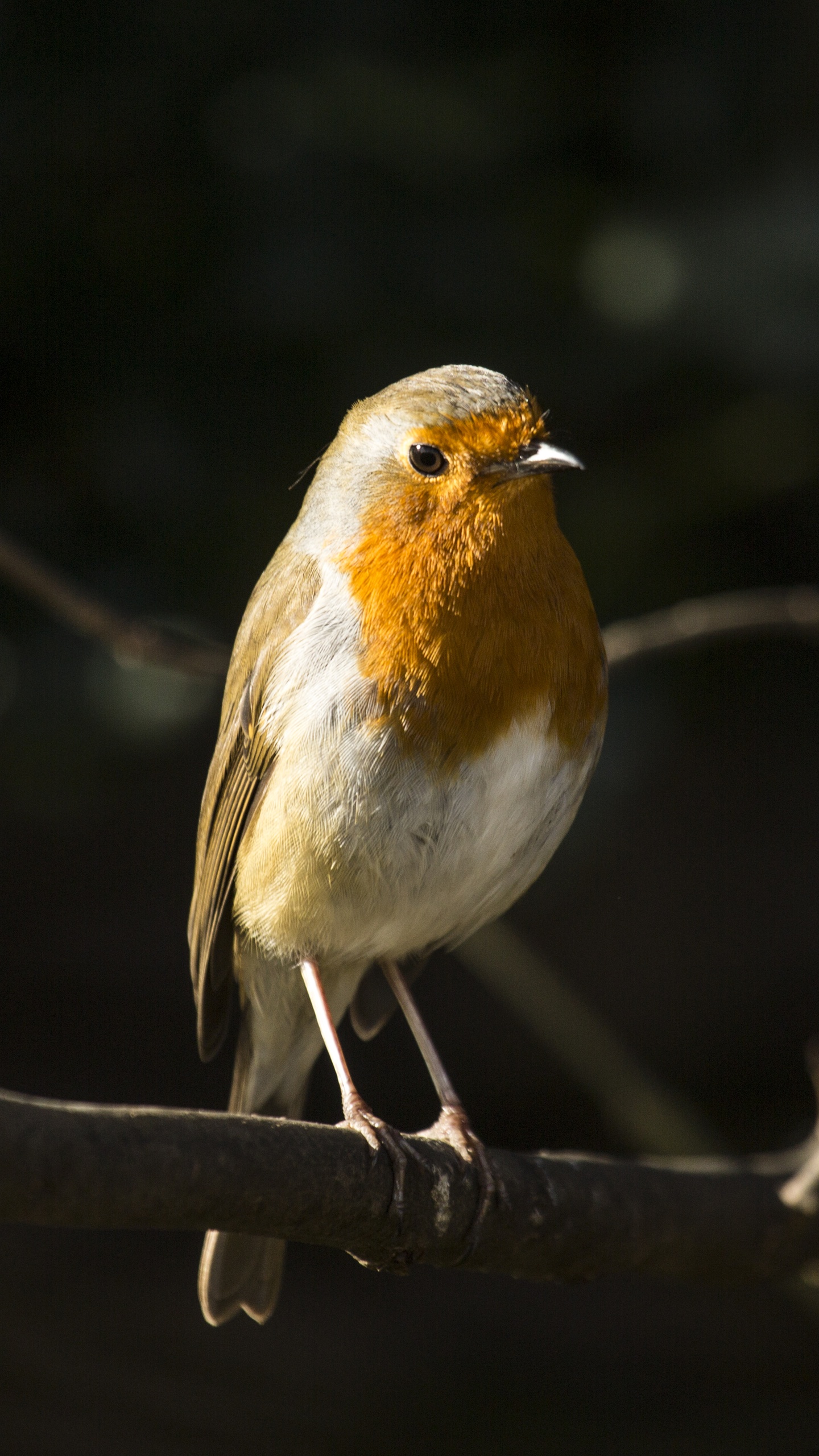 野生動物,鳥