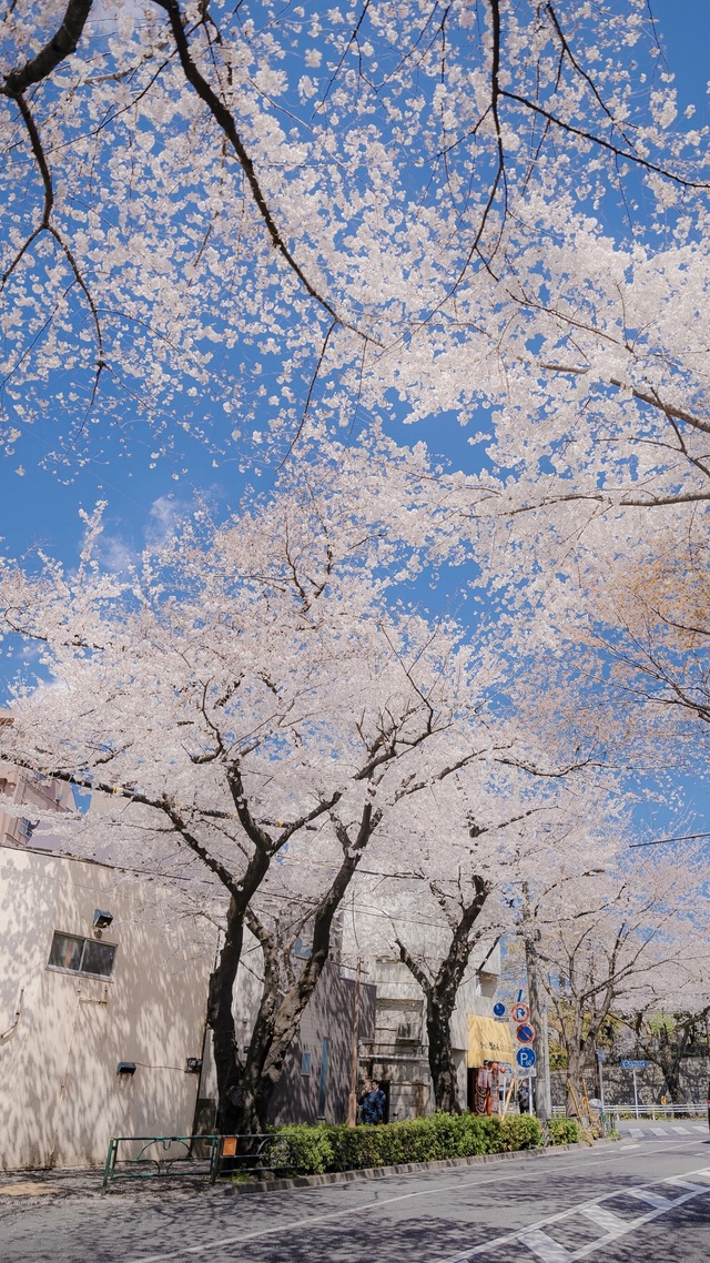 櫻花,街道