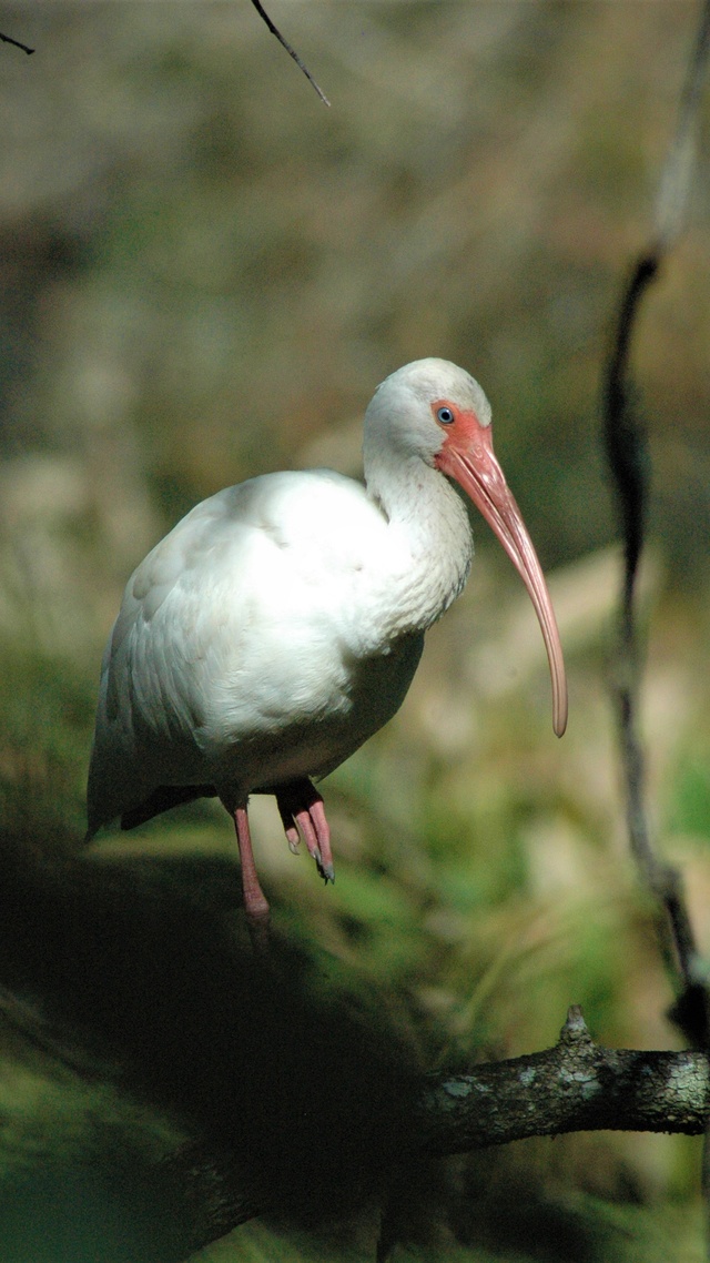 野生動物,鳥,鶴