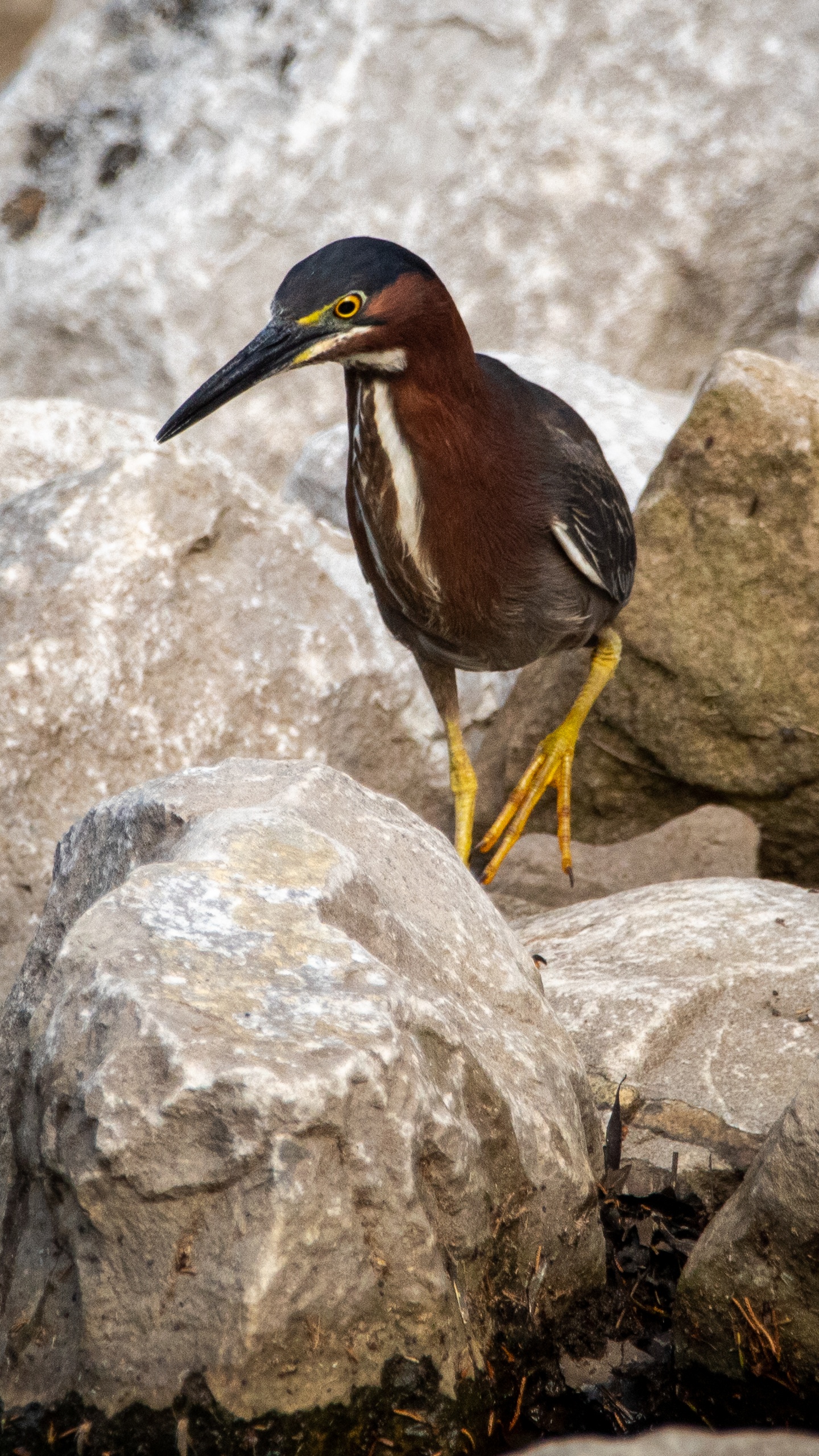 微信對話背景圖片下載野生動物,鳥,水鳥