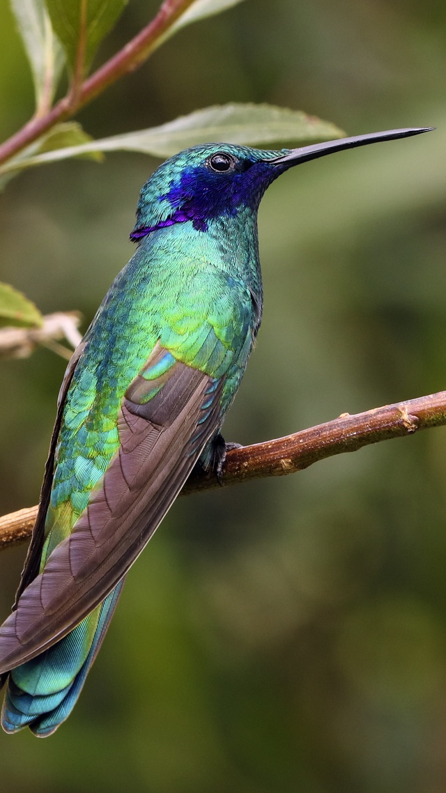 野生動物,鳥