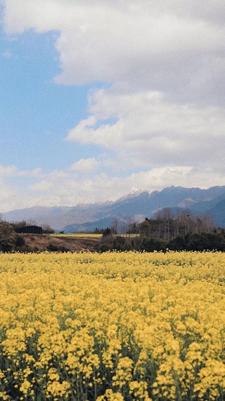 油菜花,花田,清新