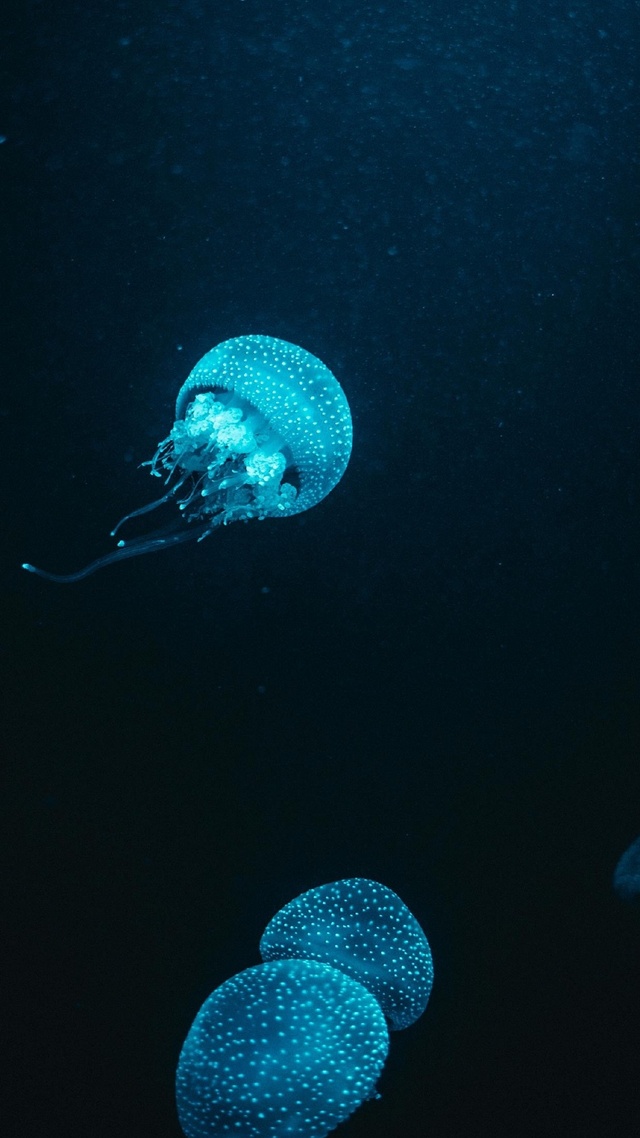 水母,海洋生物