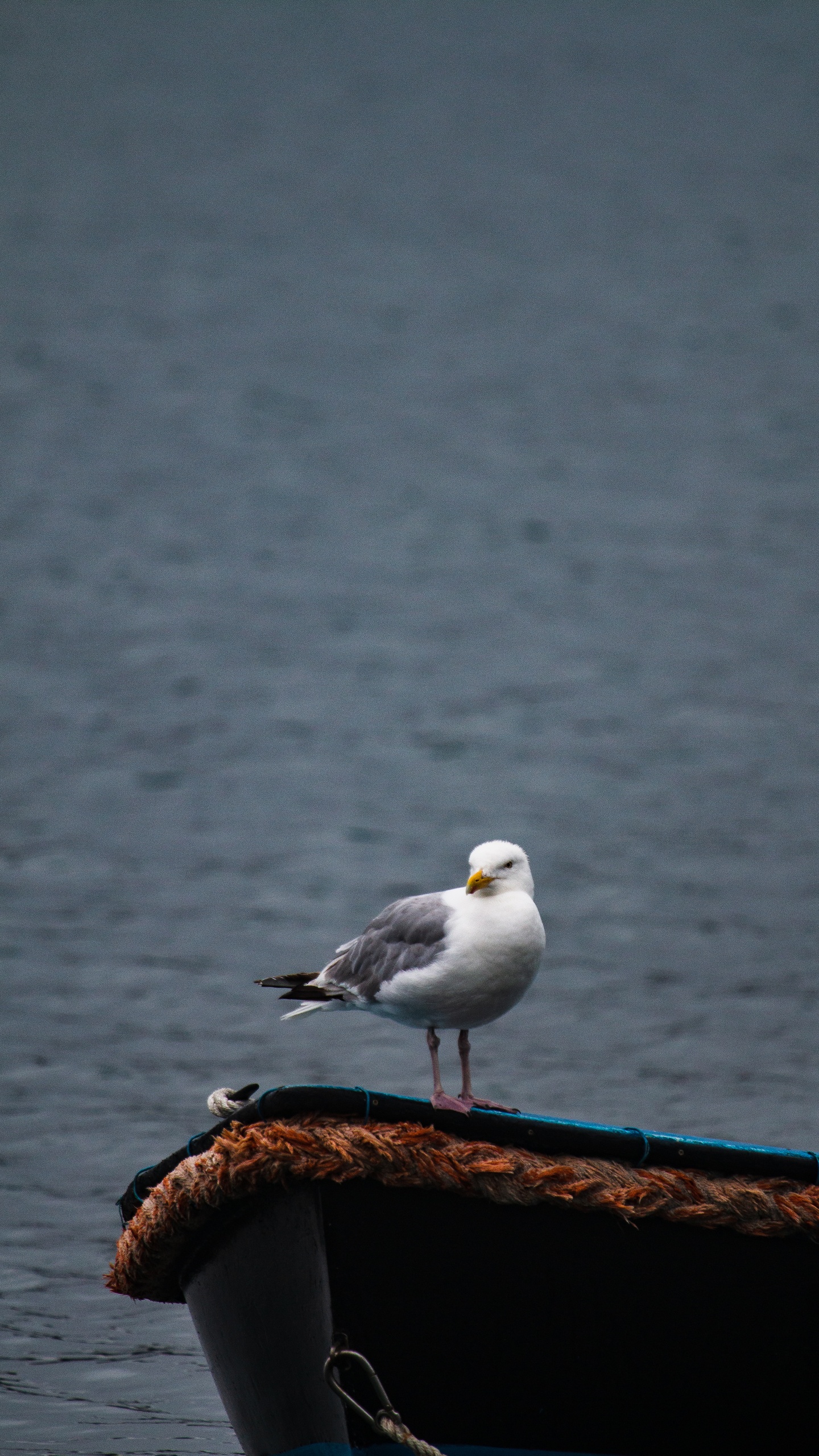 野生動物,鳥,海鳥